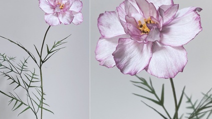 Product image for Cosmos Double Take