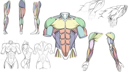 Product image for How to Draw Dynamic Anatomy - Step by Step