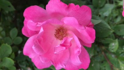 Product image for Summer/Heart-Healing Qi Gong Practices - Enrollment Now Open - Classes available thru June