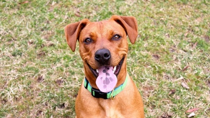 Product image for Drug-Free Heartworm Prevention Bundle