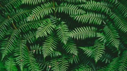 Product image for Māori Perspectives Foundation Course