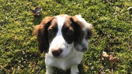 Product image for Level One Puppy Basics