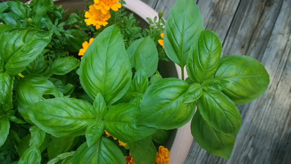 Product image for Container Garden Like a Pro