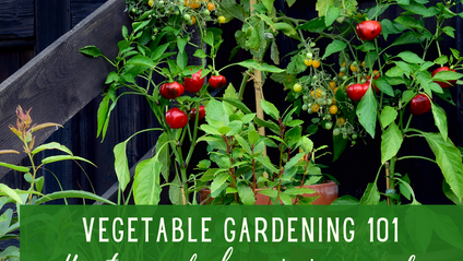 Product image for Vegetable Gardening 101