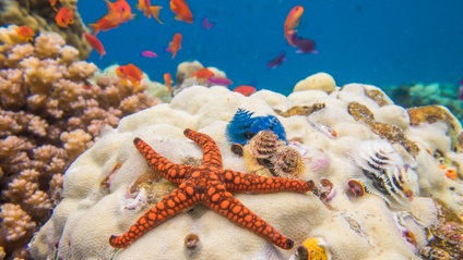 Product image for Coral Reef Ecology - Mini Course