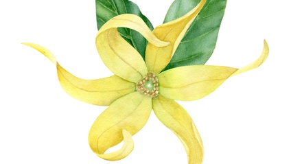 Product image for Introduction to Pelvic Care With Essential Oils