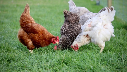 Product image for Avviare un allevamento biologico all'aperto di galline ovaiole e quaglie