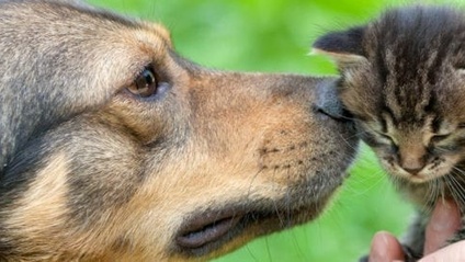 Product image for 2022 CABQ Animal Welfare H.E.A.R.T Program 2022