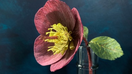 Product image for Simple Paper Hellebore