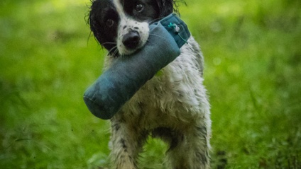 Product image for Level Two Gundog Beginner