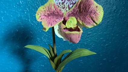 Product image for Lady Slipper Orchid