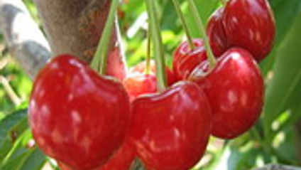 Product image for Detox Food Research: Unit 2