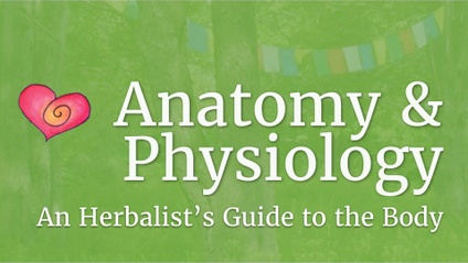 Product image for Online Anatomy & Physiology