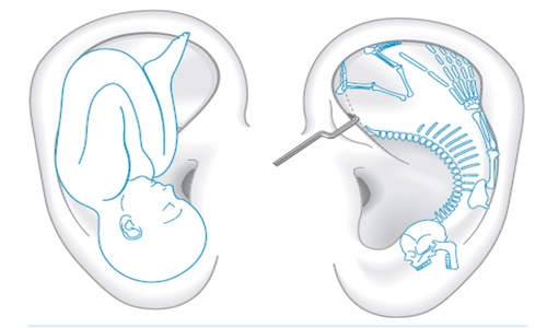 Product image for Aurikuloterapia mikrosystém ucha