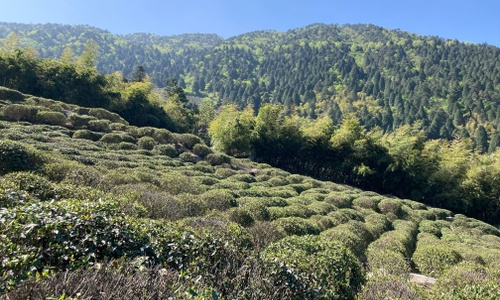 Product image for The Importance of Terroir in Chinese Tea & Tea Culture