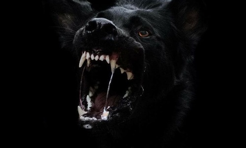 Product image for Dog-Dog Aggression Full Module