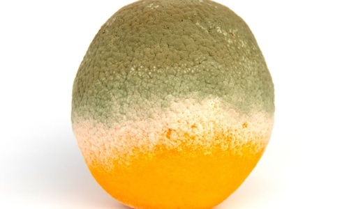Product image for The Mycobiome Diet Course
