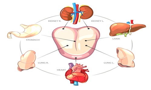 Product image for Diagnostika jazyka