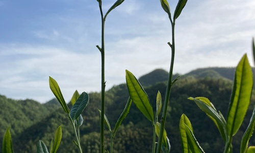 Product image for Tea Cultivars: How Nature Favors Diversity