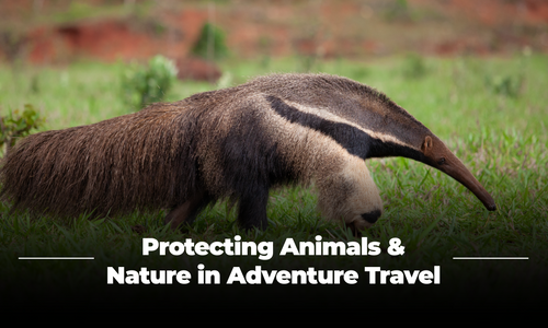 Product image for Protecting Animals & Nature in Adventure Travel - Course 1: Introduction