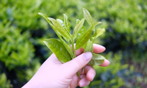 Product image for Virtual Tea Trip to Wu Yi Shan: Making Yan Cha Tea
