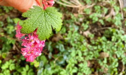 Product image for Spring Foraging