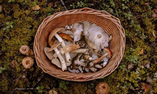 Product image for Foraging for Beginners - Full Program