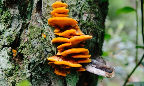 Product image for Mushroom Foraging Intensive