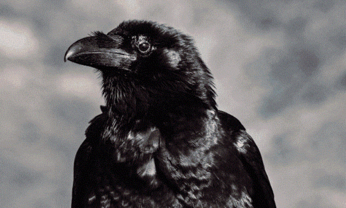 Product image for Crow Totem
