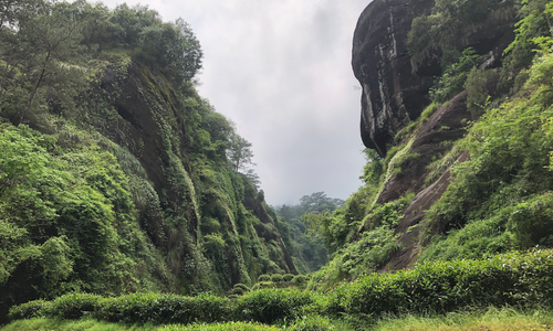 Product image for Virtual Tea Trip to Wu Yi Shan: Shan Chang