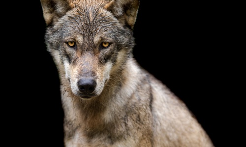 Product image for Domestication & Evolution