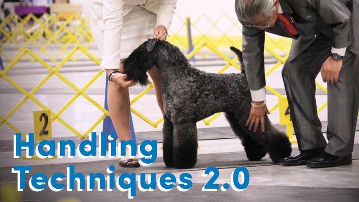 Show dog 2024 handler training