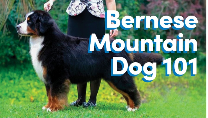 Bernese mountain dog store show