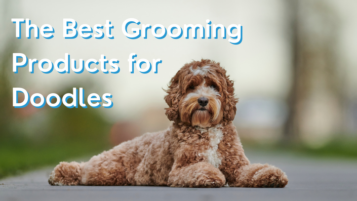 Best in coat store grooming