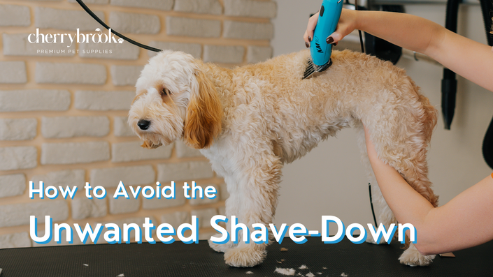 How to Avoid the Unwanted Shave Down Leading Edge Grooming Academy