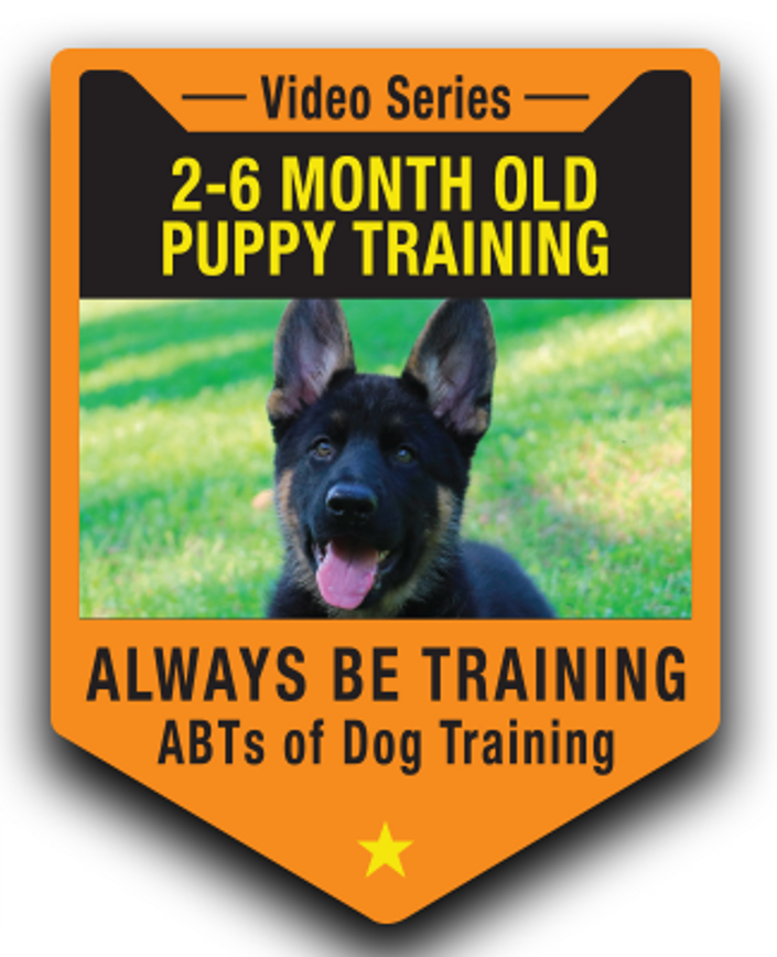 German shepherd cheap puppy training