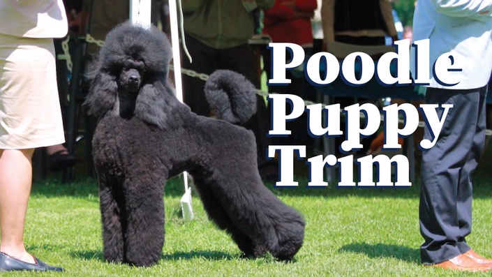 Kennel club standard poodle puppies best sale