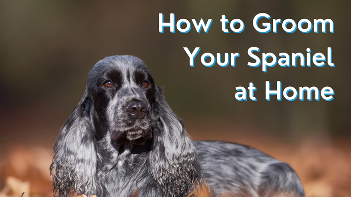 Grooming a cocker store spaniel at home