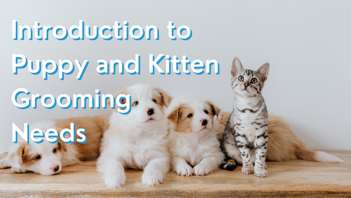 Kitten grooming hot sale