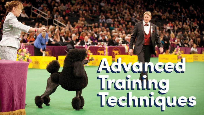 Show dog handler hot sale training