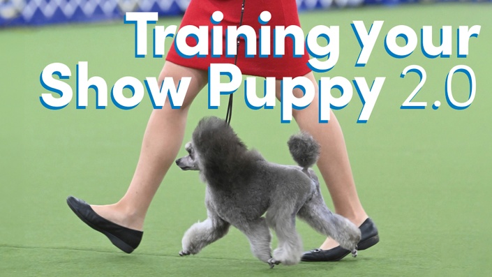 how to train your dog for shows