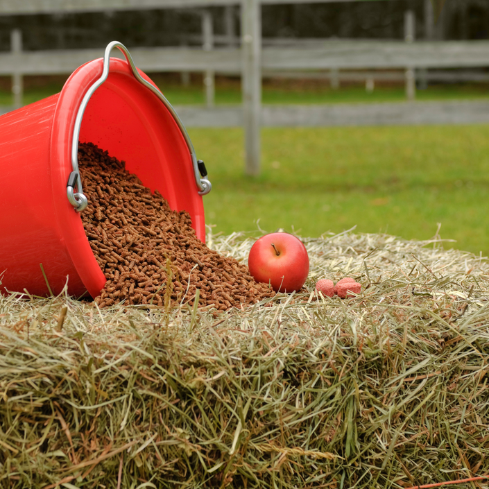 Equine Nutrition Consultation Holistic Dressage School