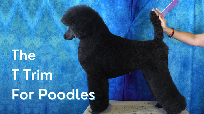 Clipping a sale poodle