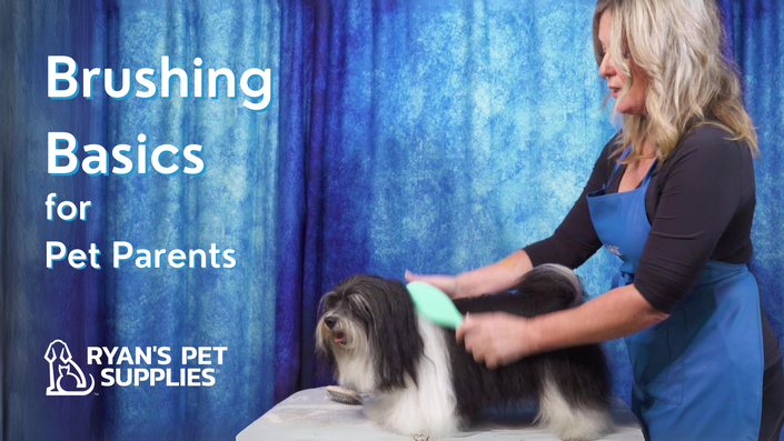 Brushing Basics for Pet Parents Leading Edge Grooming Academy