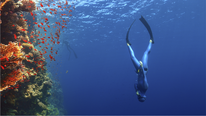 Spearfishing Gear, Freediving Equipment, One Breath Diving – One Breath  Diving