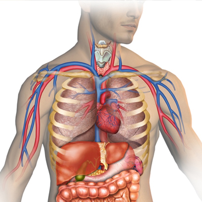 CSEC Human And Social Biology (self-paced) | CXC Biology Tutor