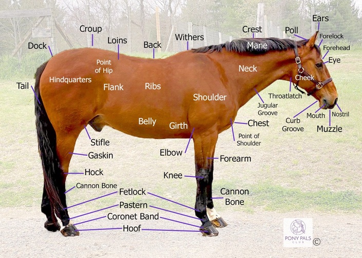 Horse Diagram Of Body Parts