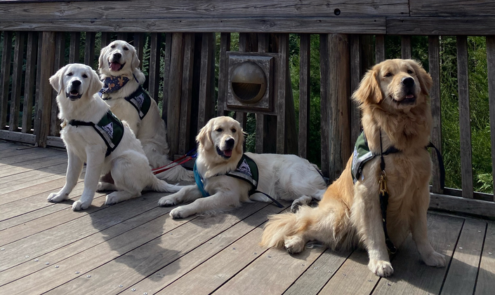 Upgrade whelping box #goldenretriever #servicedogintraining #servicedo, Service Dogs