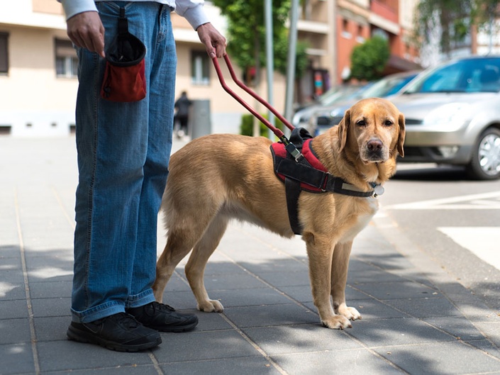 Service Animals in the Workplace and How the ADA Impacts the