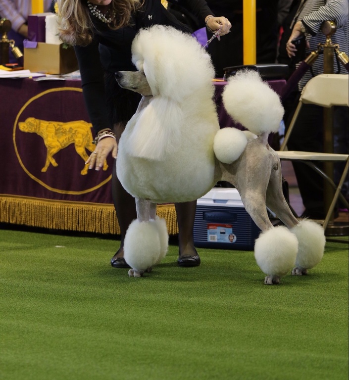 Poodle hot sale top knot